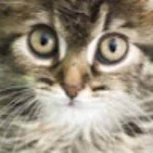 Meet your Posher, Troy